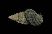 藏品(白葚蟹守螺)的圖片